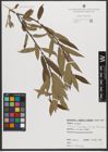 Foto von Salix triandra subsp. triandra L.